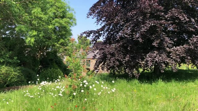Trees in a garden with an uncut natural lawn on a sunny day in June, North Yorkshire, England, United Kingdom