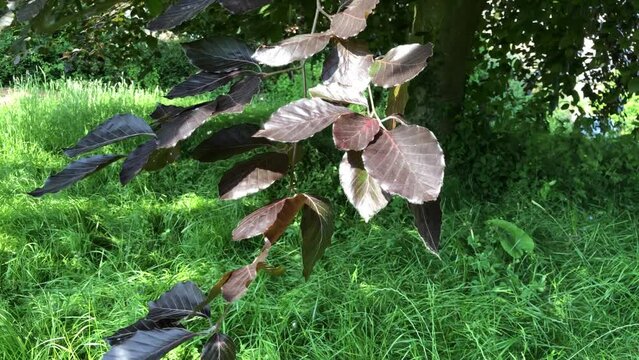 Copper beech and leaves blowing gently in the wind in summer, United Kingdom