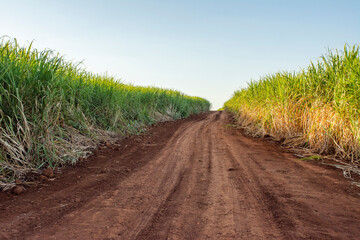 Sugarcane plantation on sunny day