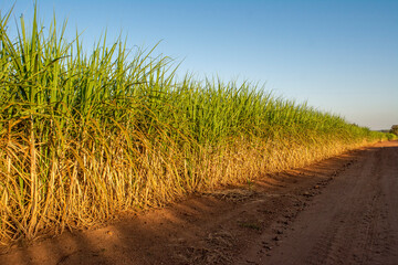 Sugarcane plantation on sunny day