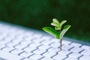 Green information technology. Environmentally Sustainable IT. Copy space. Green plant growing on...