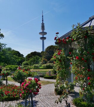 Fernsehturm hinter Rosengarten Planten un Blomen