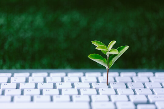 Green information technology. Environmentally Sustainable IT. Copy space. Green plant growing on laptop computer keyboard with green background. Environment green technology.