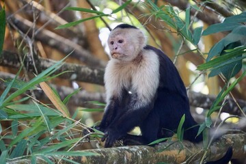 capuchin in a tree