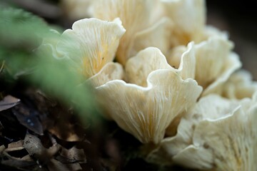 Mushrooms browning on a tree in the bush in Australia. Fungi in the Forrest in the blue mountains nsw