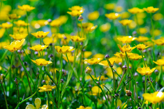Yellow buttercup flowers meadow. Wildflower meadow with ranunculus polyanthemos