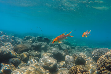 Fototapeta na wymiar Vibrant Marine Life in the Great Barrier Reef, ai generated