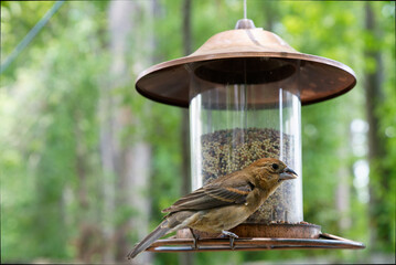 feeder in the garden. bird on feeder