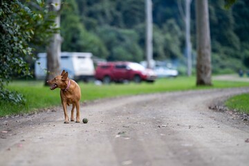 Tan kelpie dog at a campground in Australia. Pets travelling in the forest in the bush