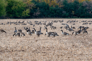 Obraz na płótnie Canvas Canada Geese Gathered In A Harvested Cornfield During Fall Migration