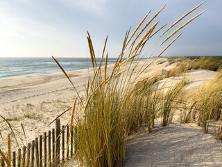 Beach grass on dune landscape