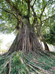 Arvores Centenárias Figueira Centro de Florianópolis Praça