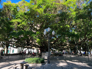 Arvores Centenárias Figueira Centro de Florianópolis Praça