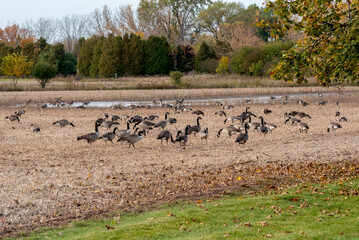 Canada Geese Gathered In A Harvested Cornfield During Fall Migration