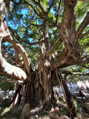 Arvores Centenárias Figueira Centro de Florianópolis Praça