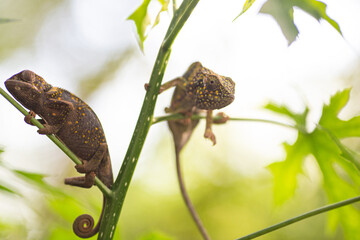 Chameleon on the tree