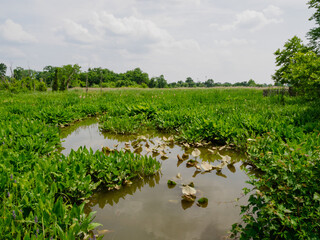 Aquatic Plants and Swamp