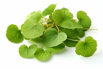 Traditional Ayurvedic Herb Gotu Kola (Centella Asiatica) Used in Asian Medicine and Ayurveda Herbal Supplements: Generative AI