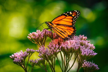 Monarch butterfly feeding on milkweed