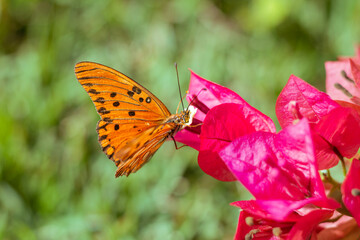 photography of orange butterfly on pink bougainvillea flower.
