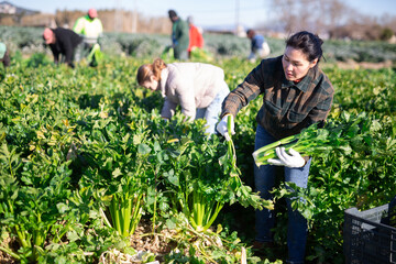 Woman engaged in cultivation of organic vegetables, arranging crop of ripe celery in boxes on...