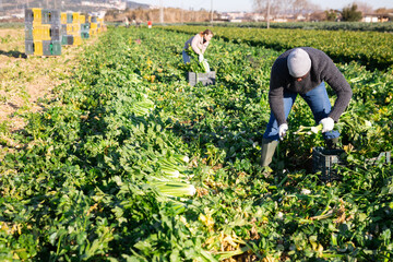 African american man with team of farm workers arranging crop of ripe celery in boxes on field. Harvest time