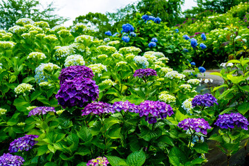 響山の紫陽花