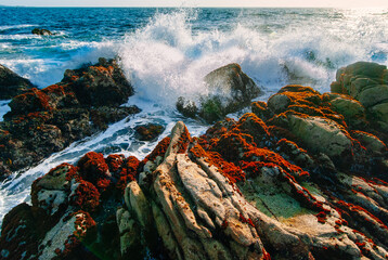 Waves crash on colorful lichen and barnacle covered boulders on he rocky coast of Asilomar State Park near Monterey, California 