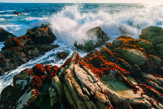 Waves crash on colorful lichen and barnacle covered boulders on he rocky coast of Asilomar State Park near Monterey, California 