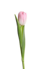One beautiful delicate tulip isolated on white