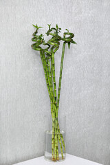 Vase with beautiful green bamboo stems on white table indoors