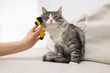 Woman brushing her cute cat on sofa at home, closeup