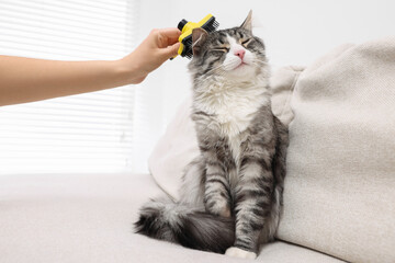 Woman brushing her cute cat on sofa at home, closeup