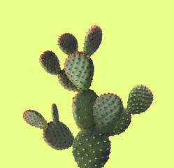 Beautiful cactus plant on green yellow background