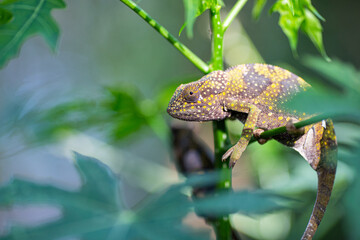 Chameleon in the bush