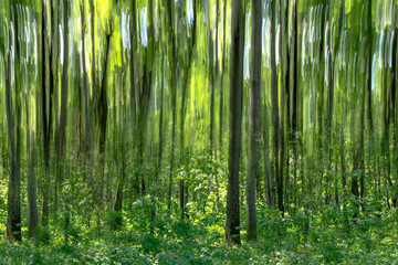 Fototapeta na wymiar green trees motion blur