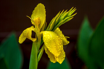 Backyard colorful flowers in full bloom
