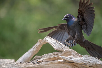 Grackle landing on driftwood