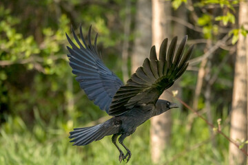 Common Crow in flight in Spring