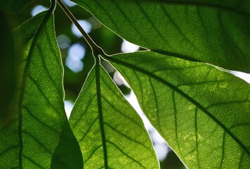 Close-up the green leaf with sunlight