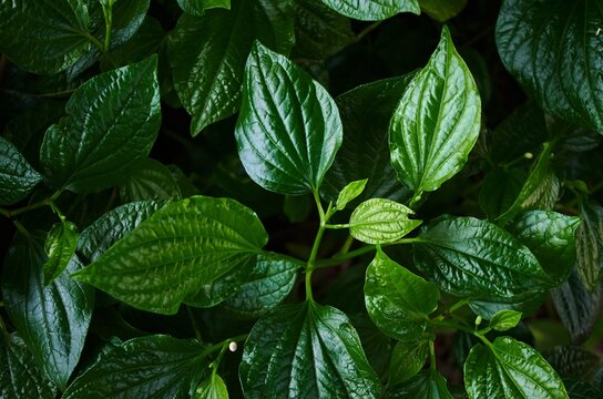 Background close-up view of the green leaves of piper lolot