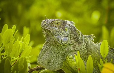 reptil salvaje tomando el sol en la copa de un arbol