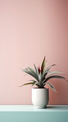 1256. minimalist Bromeliad in front of soft color wall. Generative Ai