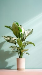1262. minimalist Chinese Evergreen plant in front of soft color wall. Generative Ai