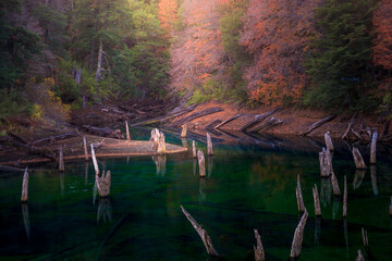 reflection of trees in water