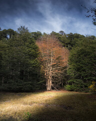 autumn in the forest
