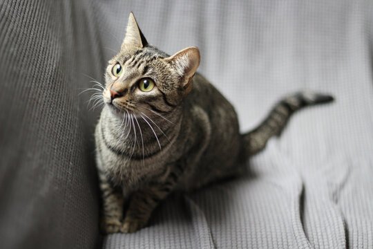 lindo gato domestico de estima&ccedil;&atilde;o, jovem, com pelagem tabby, em tons de cinza e olhos grandes e amarelos em fundo neutro, 