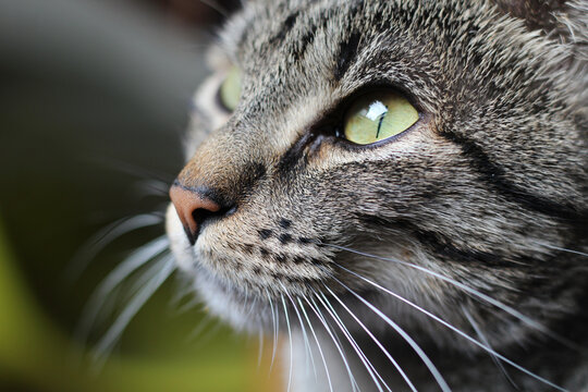 Gato dom&eacute;stico jovem, cinza tigrado, pelagem tabby