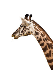 Closeup head and neck of giraffe chewing grass isolated cutout 