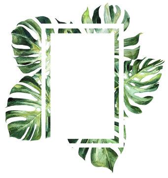 Monstera leaves watercolor frame 300 dpi png , cheese plant leaves, tropical greenery,  botanical, summer wedding, invitations, transparent background, hand painted illustration   